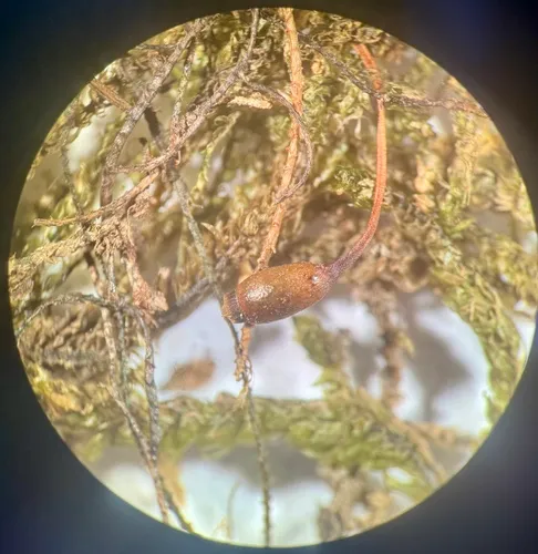 Scleropodium occidentale