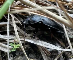Gravel Ground Beetle thumbnail 4