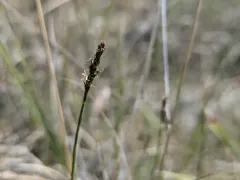 Simple Bog Sedge thumbnail 3