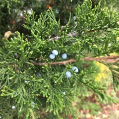 eastern redcedar thumbnail 2