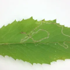 Phyllocnistis insignis thumbnail 4