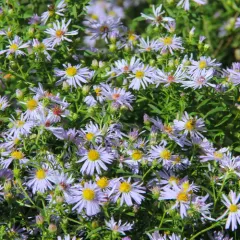 New York aster thumbnail 4