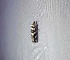 Robinson's Pelochrista Moth thumbnail 3