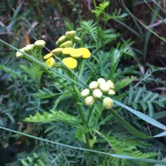 tansy thumbnail 2