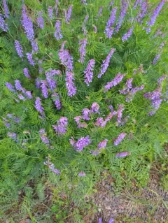 Fine-leaved Vetch thumbnail 3