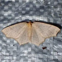 Straw Besma Moth thumbnail 2