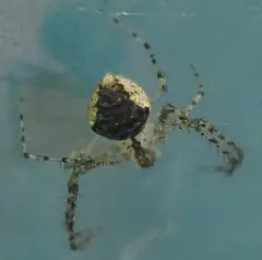 Common Pirate Spider thumbnail 4
