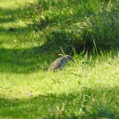 Western Meadowlark thumbnail 4