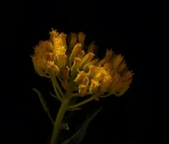 desert yellowhead thumbnail 2