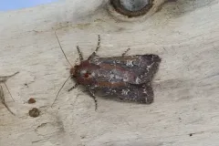 Hairy Artesta Moth thumbnail 4