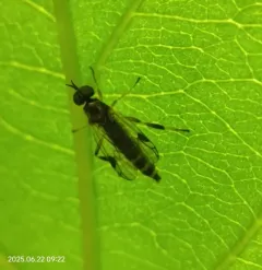 Actina viridis thumbnail 3