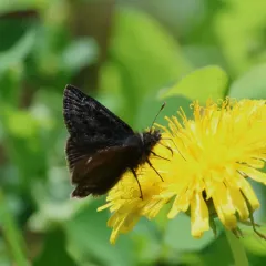 Persius Duskywing thumbnail 2
