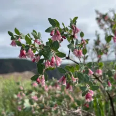 Roundleaf Snowberry thumbnail 4