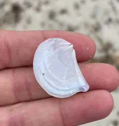 Common Pandora Clam thumbnail 4