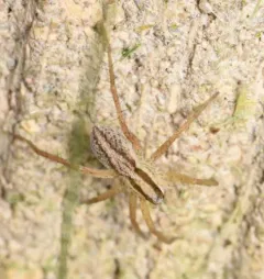 Pale Thin-legged Wolf spider thumbnail 3