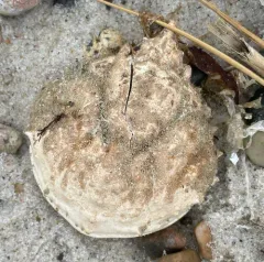 Portly Spider Crab thumbnail 3