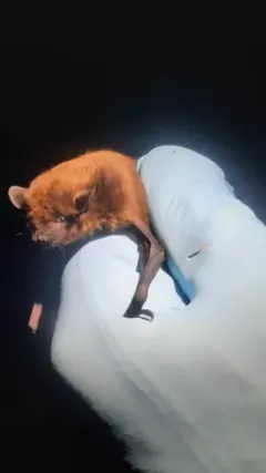 Evening Bat thumbnail 3