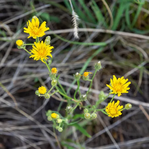 narrow-leaved hawksbeard