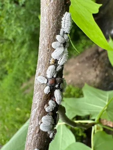 Tuliptree scale