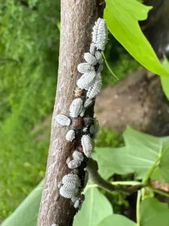 Tuliptree scale thumbnail 1