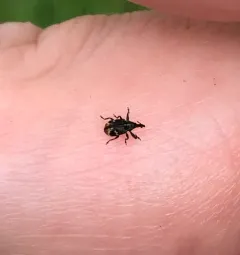 Anthonomus signatus thumbnail 2