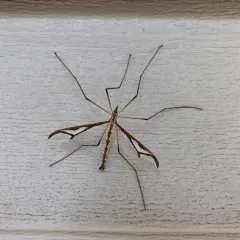 Giant Eastern Crane Fly thumbnail 3