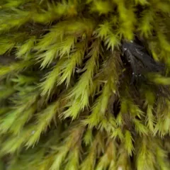 Pulvigera papillosa thumbnail 4