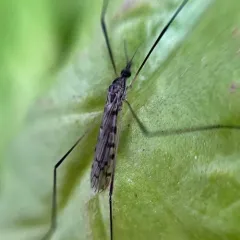 Rhipidia bryanti thumbnail 3