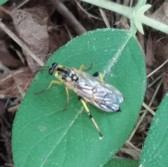 Xylomya terminalis thumbnail 3