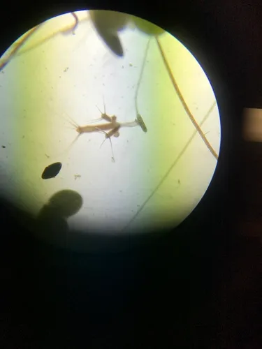 Brown Hydra