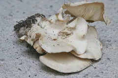 trunk funnel thumbnail 1