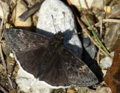Funereal Duskywing thumbnail 3