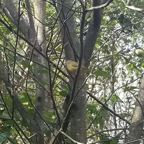 Connecticut Warbler