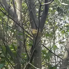 Connecticut Warbler thumbnail 1