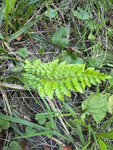 Japanese tassel fern