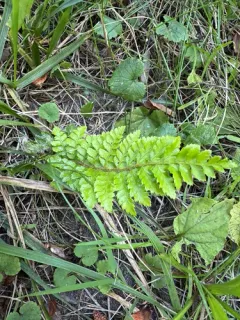 Japanese tassel fern thumbnail 1