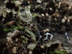 Orchesella hexfasciata thumbnail 4