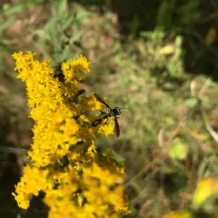 Physocephala tibialis thumbnail 4