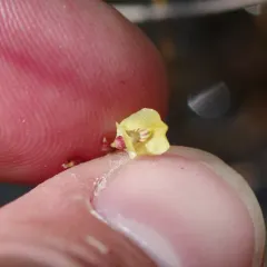 Lesser Bladderwort thumbnail 1