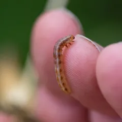 Bogbean Borer Moth thumbnail 3