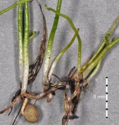 American pillwort thumbnail 3