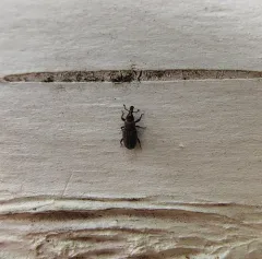 American Billbug Weevil thumbnail 3