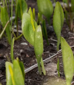 northern adder's-tongue thumbnail 3