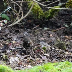 Fox Sparrow thumbnail 3
