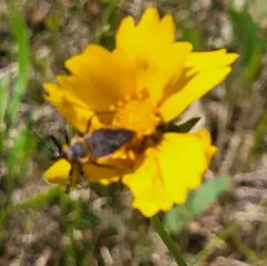 Eastern Bee Assassin thumbnail 3