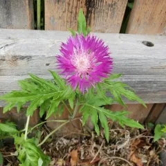 Persian knapweed thumbnail 2
