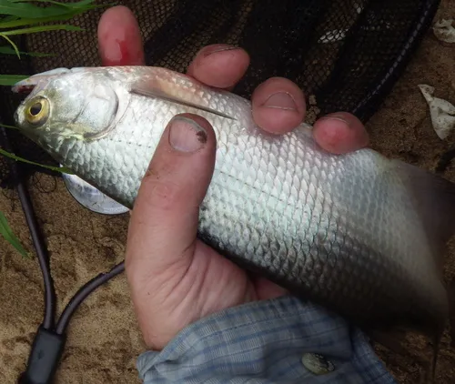 Goldeye