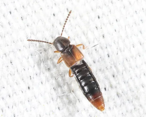 Philhygra proterminalis