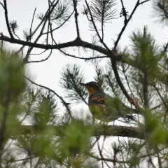 Varied Thrush thumbnail 3