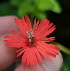 cardinal catchfly thumbnail 4